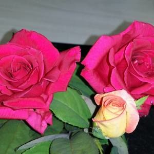 Meet your Posher, Linda